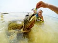 Family snorkeling with turtle Royalty Free Stock Photo