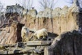 Family of snow goats cloven-hoofed mammals Latin Oreamnos americanus in the Moscow Zoo. Russia Royalty Free Stock Photo