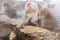 Family of snow monkey sitting in a hot spring, Japan. Royalty Free Stock Photo
