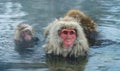 Family of Snow monkeys in water of natural hot springs. The Japanese macaque Scientific name: Macaca fuscata, also known as the Royalty Free Stock Photo