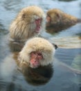 Family of Snow monkeys in water of natural hot springs. The Japanese macaque ( Scientific name: Macaca fuscata), also known as the Royalty Free Stock Photo