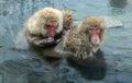 Family of Snow monkeys in water of natural hot springs. The Japanese macaque ( Scientific name: Macaca fuscata), also known as the Royalty Free Stock Photo