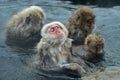 Family of Snow monkeys in water of natural hot springs. The Japanese macaque ( Scientific name: Macaca fuscata), also known as the Royalty Free Stock Photo