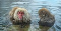 Family of Snow monkeys in water of natural hot springs. The Japanese macaque ( Scientific name: Macaca fuscata), also known as the Royalty Free Stock Photo