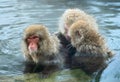 Family of Snow monkeys in water of natural hot springs. The Japanese macaque ( Scientific name: Macaca fuscata), also known as the Royalty Free Stock Photo