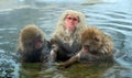 Family of Snow monkeys in water of natural hot springs. The Japanese macaque ( Scientific name: Macaca fuscata), also known as the Royalty Free Stock Photo