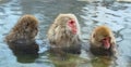 Family of Snow monkeys in water of natural hot springs. The Japanese macaque ( Scientific name: Macaca fuscata), also known as the Royalty Free Stock Photo