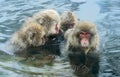 Family of Snow monkeys in water of natural hot springs. The Japanese macaque ( Scientific name: Macaca fuscata), also known as the Royalty Free Stock Photo