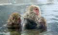 Family of Snow monkeys in water of natural hot springs. The Japanese macaque ( Scientific name: Macaca fuscata), also known as the Royalty Free Stock Photo