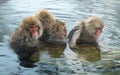 Family of Snow monkeys in water of natural hot springs. The Japanese macaque ( Scientific name: Macaca fuscata), also known as the Royalty Free Stock Photo