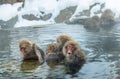 Family of Snow monkeys in water of natural hot springs. The Japanese macaque ( Scientific name: Macaca fuscata), also known as the Royalty Free Stock Photo