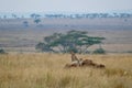 Family of South African cheetahs resting on African safari before a green tree Royalty Free Stock Photo