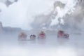 Family in the spa water Monkey Japanese macaque, Macaca fuscata, red face portrait in the cold water with fog, animal in the Royalty Free Stock Photo