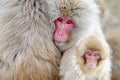 Family in the spa water Monkey Japanese macaque, Macaca fuscata, red face portrait in the cold water with fog, animal in the