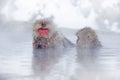 Family in the spa water Monkey Japanese macaque, Macaca fuscata, red face portrait in the cold water with fog, animal in the Royalty Free Stock Photo