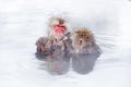 Family in the spa water Monkey Japanese macaque, Macaca fuscata, red face portrait in the cold water with fog, animal in the