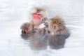 Family in the spa water Monkey Japanese macaque, Macaca fuscata, red face portrait in the cold water with fog, animal in the