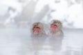 Family in the spa water Monkey Japanese macaque, Macaca fuscata, red face portrait in the cold water with fog, animal in the