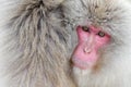 Family in the spa water Monkey Japanese macaque, Macaca fuscata, red face portrait in the cold water with fog, animal in the