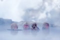 Family in the spa water Monkey Japanese macaque, Macaca fuscata, red face portrait in the cold water with fog, animal in the