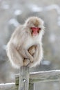 Family in the spa water Monkey Japanese macaque, Macaca fuscata, red face portrait in the cold water with fog, animal in the