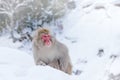 Family in the spa water Monkey Japanese macaque, Macaca fuscata, red face portrait in the cold water with fog, animal in the Royalty Free Stock Photo