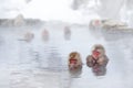 Family in the spa water Monkey Japanese macaque, Macaca fuscata, red face portrait in the cold water with fog, animal in the Royalty Free Stock Photo