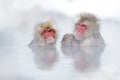 Family in the spa water Monkey Japanese macaque, Macaca fuscata, red face portrait in the cold water with fog, animal in the Royalty Free Stock Photo