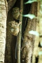 Family of spectral tarsiers, Tarsius spectrum, portrait of rare endemic nocturnal mammals, small cute primate in large ficus tree