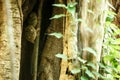 Family of spectral tarsiers, Tarsius spectrum, portrait of rare endemic nocturnal mammals, small cute primate in large ficus tree Royalty Free Stock Photo