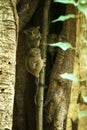 Family of spectral tarsiers, Tarsius spectrum, portrait of rare endemic nocturnal mammals, small cute primate in large ficus tree