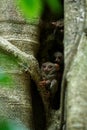 Family of spectral tarsiers, Tarsius spectrum, portrait of rare endemic nocturnal mammals, small cute primate in large ficus tree