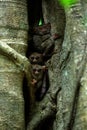 Family of spectral Tarsiers, Tarsius spectrum, portrait of rare endemic nocturnal mammals, small cute primate in large ficus tree