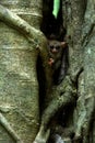 Family of spectral tarsiers, Tarsius spectrum, portrait of rare endemic nocturnal mammals, small cute primate in large ficus tree