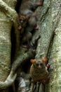 Family of spectral tarsiers, Tarsius spectrum, portrait of rare endemic nocturnal mammals, small cute primate in large ficus tree Royalty Free Stock Photo