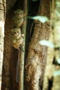 Family of spectral tarsiers, Tarsius spectrum, portrait of rare endemic nocturnal mammals, small cute primate in large ficus tree