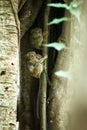 Family of spectral tarsiers, Tarsius spectrum, portrait of rare endemic nocturnal mammals, small cute primate in large ficus tree