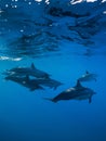 Family of Spinner dolphins in tropical ocean with sunlight. Dolphins in underwater