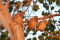 Three Spotted owl bird, natural, nature, wallpaper