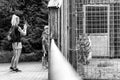 Family standing in front of tiger in cage and making photos in zoo