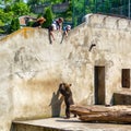 Family standing in zoo and looking on brown bear in cage. Animal rights concept