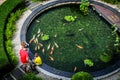 A family stands around a round koi fish pond with many koi carp fish in it