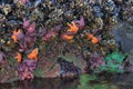 Family of Starfish in Tide Pool Royalty Free Stock Photo