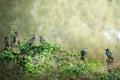 Family of starlings on some branches with a green background