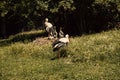 A family of stork birds are staying in their nest, on green grass on a sunny day. Royalty Free Stock Photo