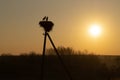 Family of Storks. Large bird`s nest on an electric pole. A pair of big birds. Royalty Free Stock Photo