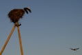 Family of Storks. Large bird`s nest on an electric pole. A pair of big birds. Royalty Free Stock Photo