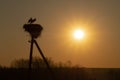 Family of Storks. Large bird`s nest on an electric pole. A pair of big birds. Royalty Free Stock Photo