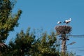 Family of storks living on a nest they made on top of an electricity pole in a rural area of Romania. Wild animals living between