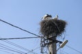 Family of storks living on a nest they made on top of an electricity pole in a rural area of Romania. Wild animals living between